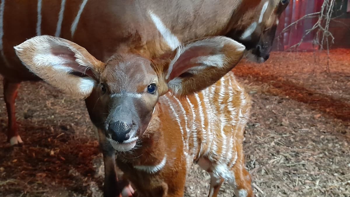 Video Marwell's new baby bongo are these the cutest floppy ears you